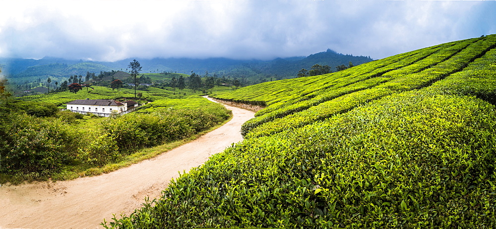 Tea plantations landscape near Munnar in the Western Ghats Mountains, Kerala, India, Asia