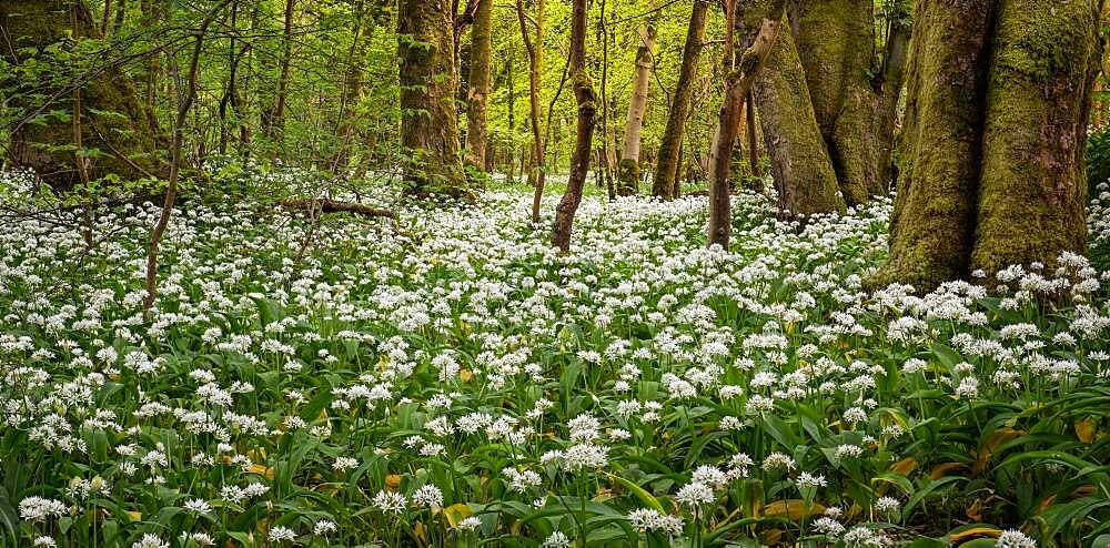 In the garlic woods near Lennox Castle in Lennoxtown, East Dunbartonshire, Scotland, United Kingdom, Europe