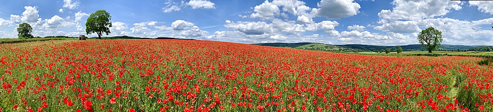 Poppy fields at Baslow, Derbyshire, England, United Kingdom, Europe