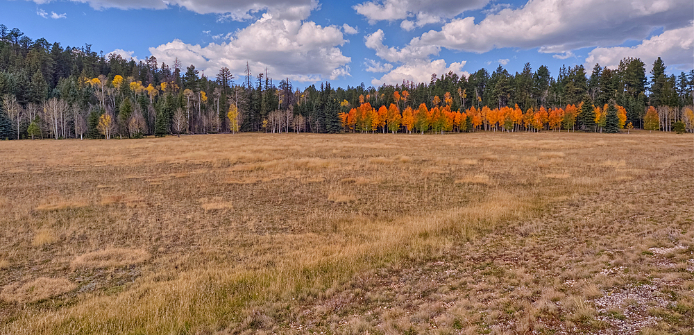 Deciduous trees with yellow and orange fall colors mixed with green Pine Trees, Kaibab National Forest, Arizona, United States of America