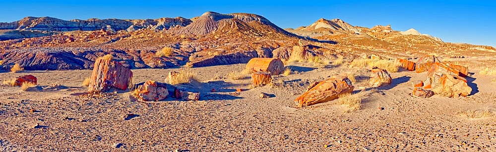 Petrified Wood in the First Forest of Petrified Forest National Park, Arizona, United States of America, North America