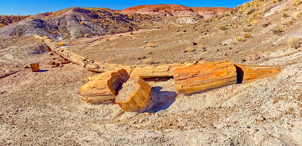 One of the few petrified trees almost intact, The Onyx Bridge in Petrified Forest National Park, Arizona, United States of America, North America