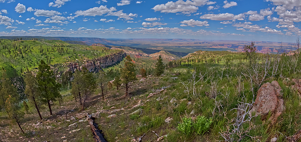 House Valley, with the Vermilion Cliffs in the distance, viewed from the summit of Saddle Mountain on the north edge of Grand Canyon, Grand Canyon National Park, UNESCO World Heritage Site, Arizona, United States of America, North America