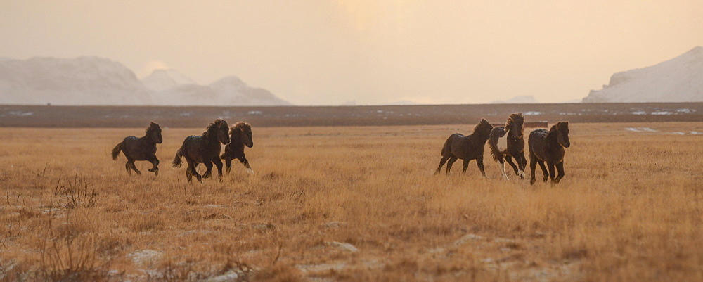 Icelandic horses in early morning light, Iceland, Polar Regions