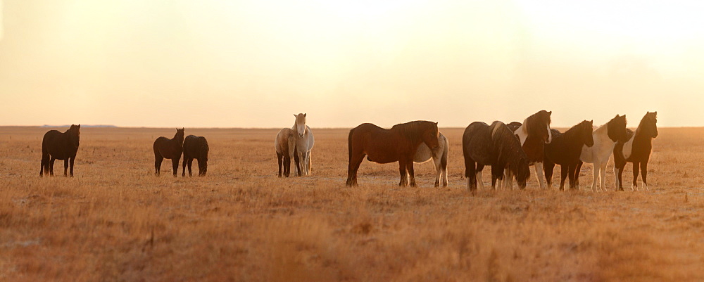 Icelandic horses in early morning light, Iceland, Polar Regions