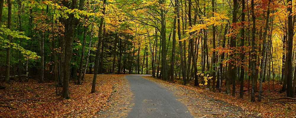 Trails among maple and aspen trees, Maine, New England, United States of America, North America