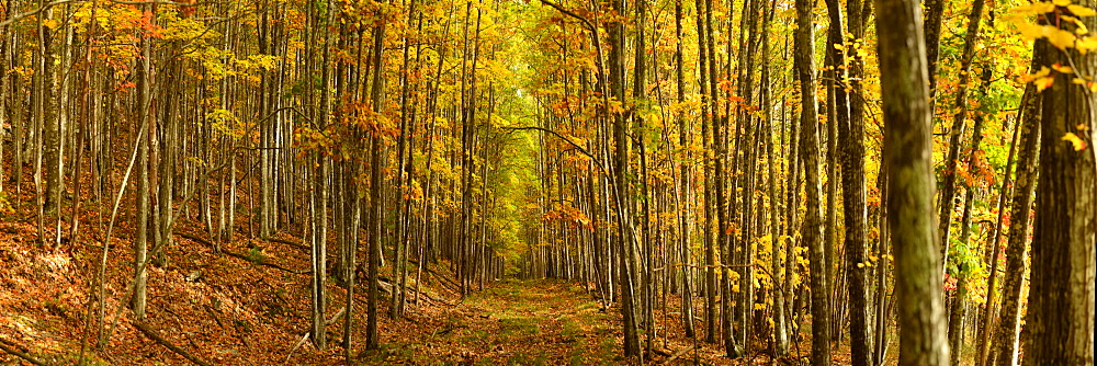 Trails among maple and aspen trees, Maine, New England, United States of America, North America