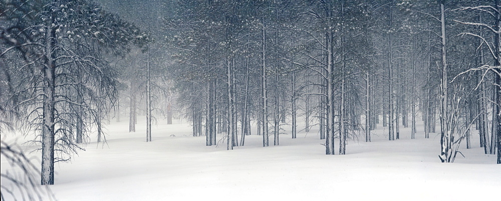 Pine trees in snow, Utah, USA