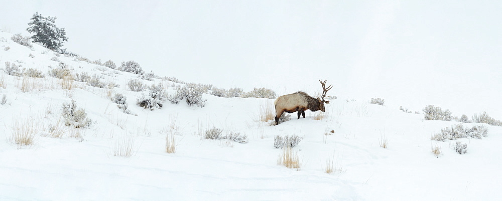 Male Elk in snow, Montana, United States of America, North America