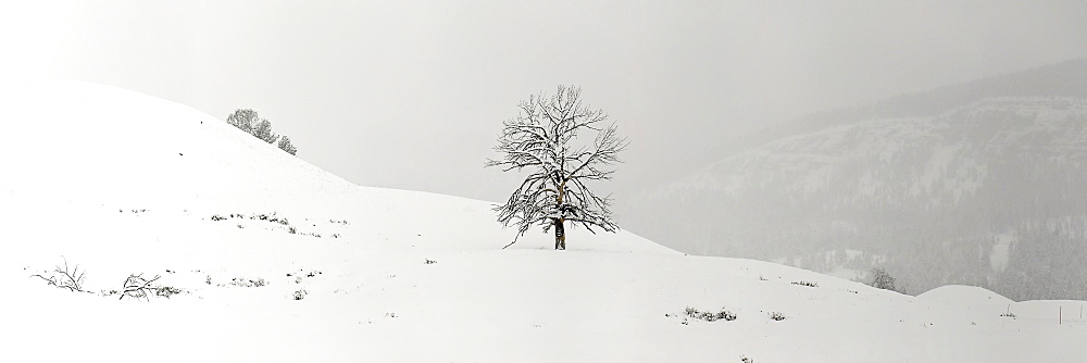 Single tree in snow coverd field, Lamar Valley, Montana, United States of America, North America