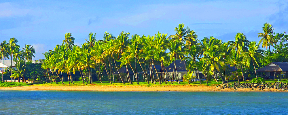 Palm trees, near Nadi, Viti Levu, Fiji, South Pacific