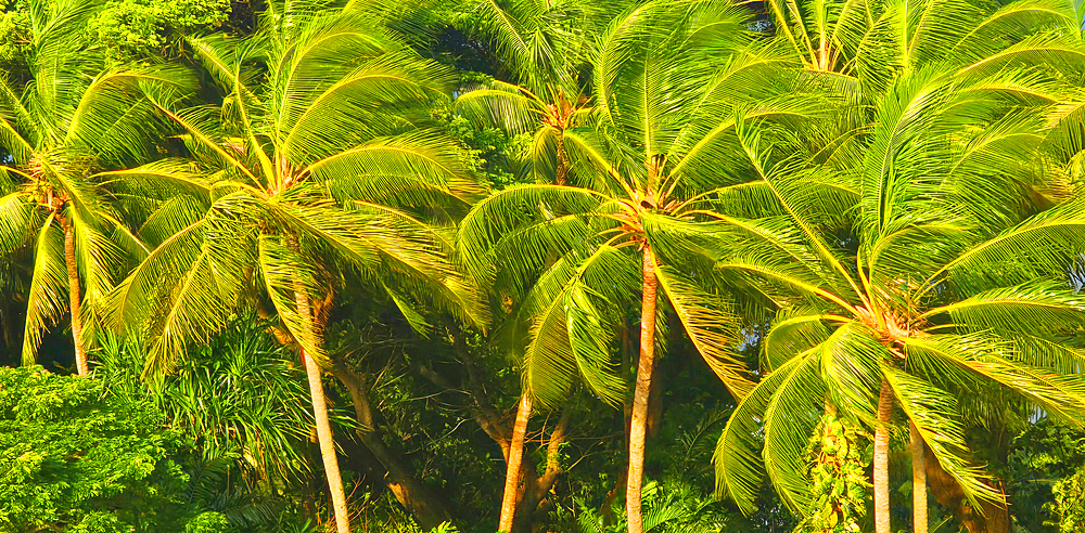 Palm trees, near Nadi, Viti Levu, Fiji, South Pacific