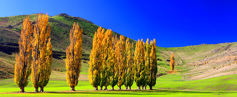 Tree in autumn, South Island, New Zealand