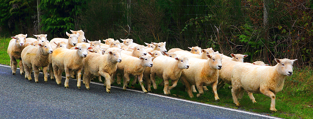 Sheep, South Island, New Zealand