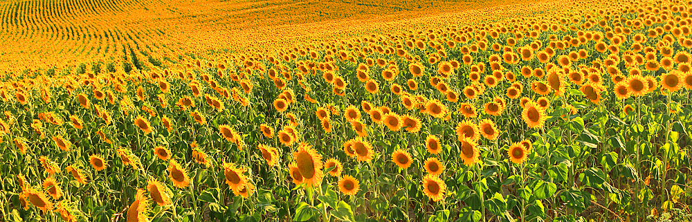Sunflowers in summer evening light, near Montreal, Ariege, France