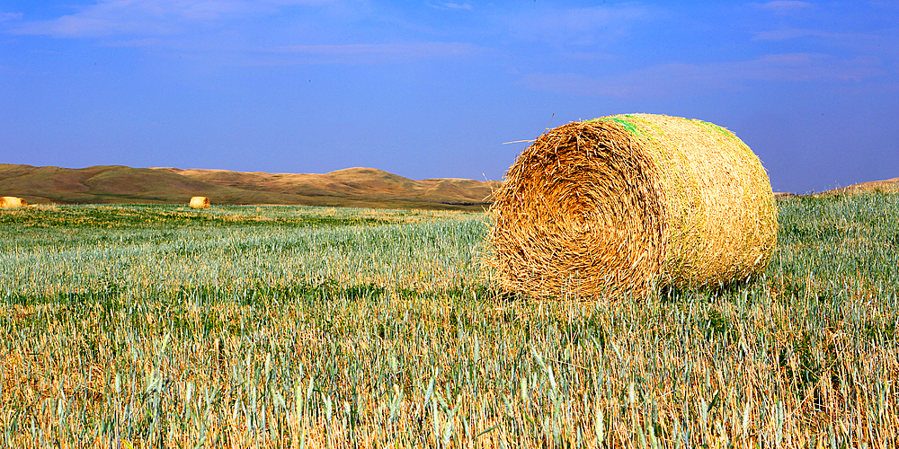 Hay Bales, Southern Alberta, Canada