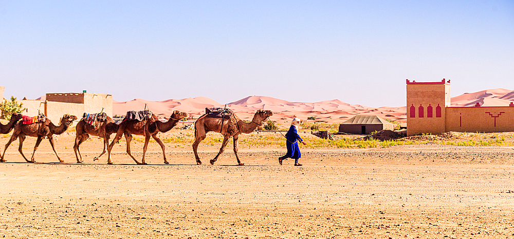 Caravan of camels led by a nomad in traditional blue robe walking across the sand near Merzouga dunes