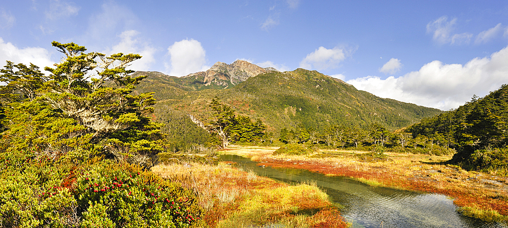 Gaultheria mucronata shrub in foreground, Ainsworth Bay, Alberto de Agostini National Park, Tierra del Fuego, Patagonia, Chile, South America