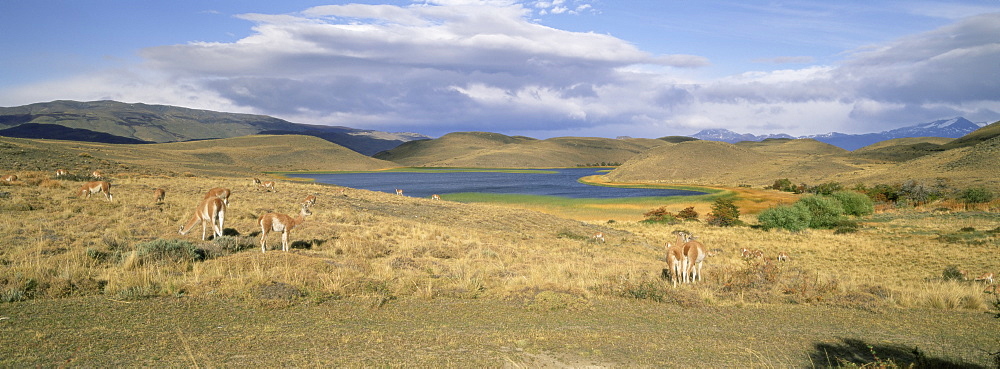 Lakes and llamas, Torres del Paine National Park, Patagonia, Chile, South America