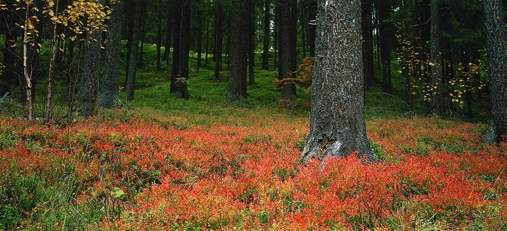 Coniferous woods, Lappland, Sweden, Scandinavia, Europe