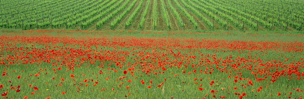 Poppy field and vineyard near Abbazia di San Antimo, Tuscany, Italy, Europe