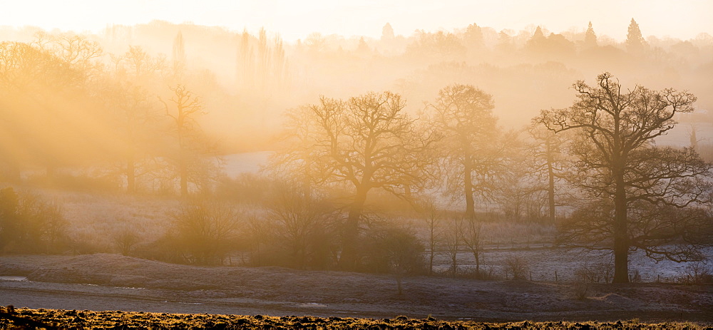 Winter trees in misty panorama, Surrey, England, United Kingdom, Europe