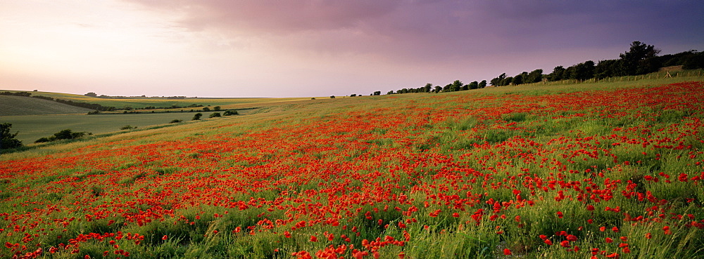 Poppies in June, The South Downs near Brighton, Sussex, England, United Kingdom, Europe