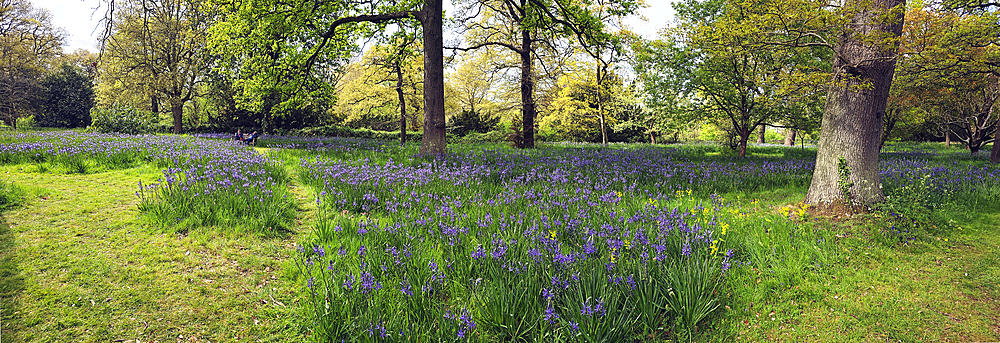 Camassia Flowers, Kew Gardens