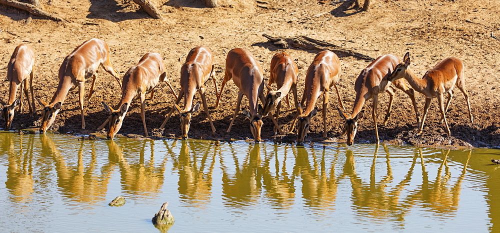 Impala (Aepyceros melampus), Mkhuze Game Reserve, Kwazulu-Natal, South Africa, Africa