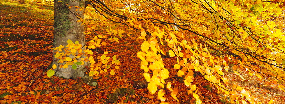 Beech woodland in autumn, Kent, England, UK, Europe