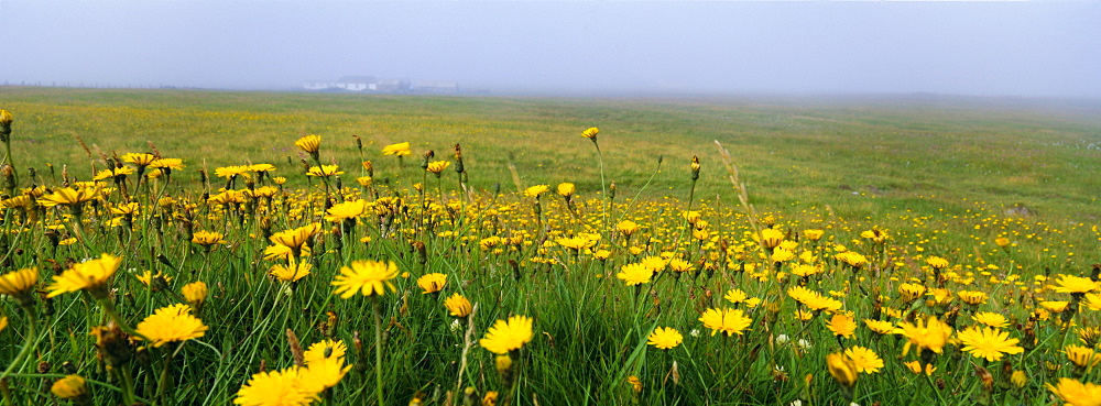 Panoramic view, corn marigolds, Fair Isle, Shetland Islands, Scotland, UK, Europe