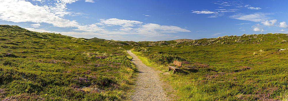 Path through heather, Rantum, Sylt, Schleswig Holstein, Germany, Europe