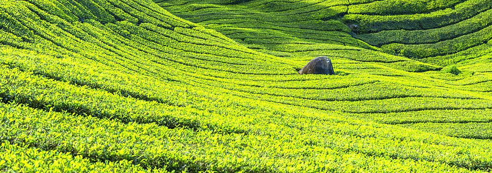 BOH Sungai Palas tea plantation, Cameron Highlands, Pahang, Malaysia