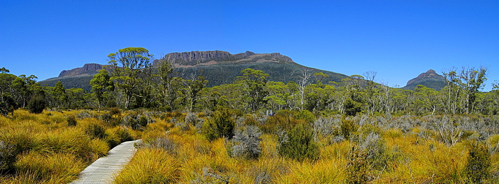 Board walk over Narcissus Plain on Overland Track in Cradle Mountain NationalparkTasmania Australia