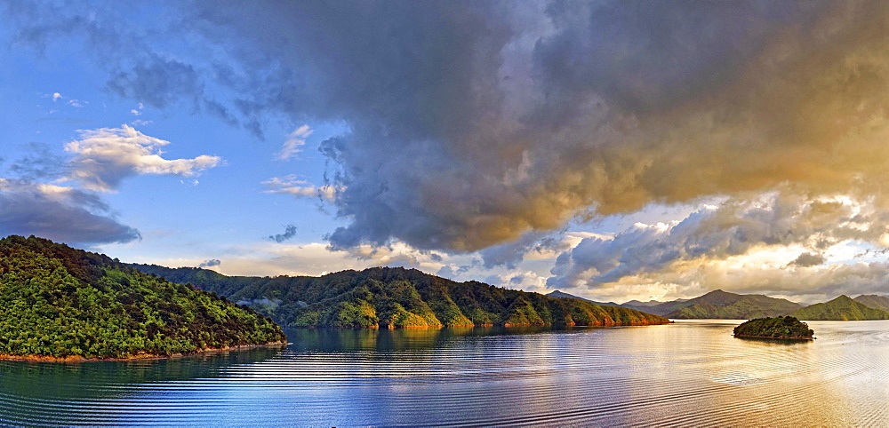 Tightly overgrown coastal forest at sunrise in Queen Charlotte Sound, Marlborough Sounds, Picton, South Island, New Zealand, Oceania