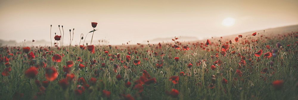 Poppy field at sunrise, Brandenburg, Germany, Europe