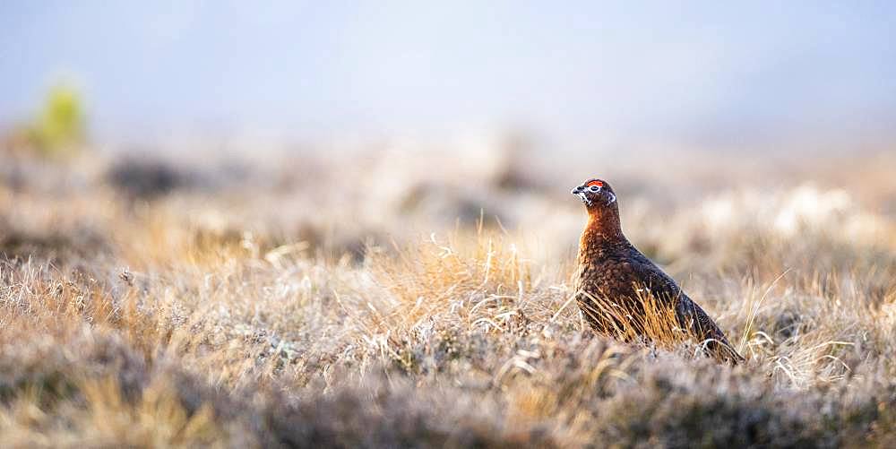 Red Grouse (Lagopus lagopus scotica) in heathland, Highlands, Scotland, United Kingdom, Europe