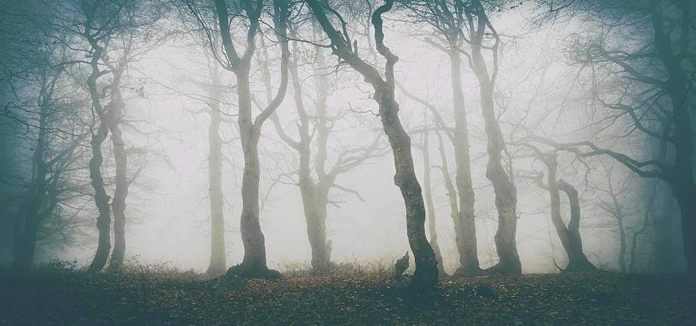 Mysterious deciduous forest with fog in autumn, bare Beeches (Fagus), Ore Mountains, Czech Republic, Europe