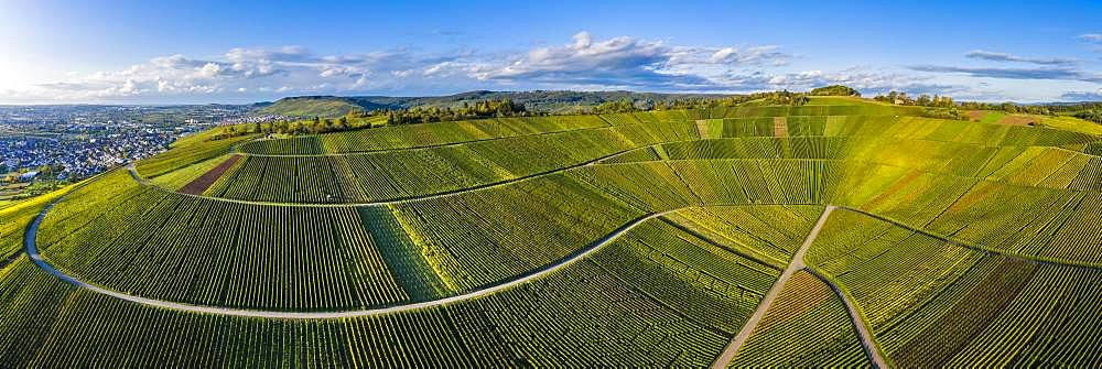 Drone shot, vineyards at Nonnenberg, Remstal near Schnait, Baden-Wuerttemberg, Germany, Europe