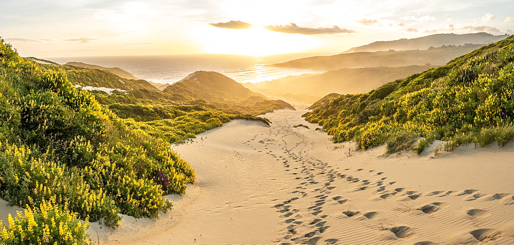 Yellow Lupines (Lupinus luteus) on sand dunes, view of coast, Sandfly Bay, Dunedin, Otago Region, Otago Peninsula, Southland, New Zealand, Oceania