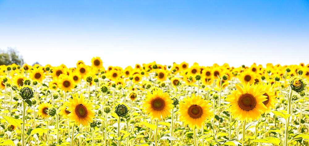 Sunflowers field in Italy. Scenic countryside in Tuscany with deep blue sky