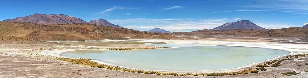 Wild fauna in the red lagoon in the bolivian altiplano.