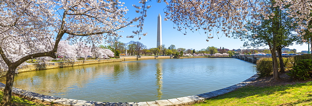 View of the Washington Monument, Tidal Basin and cherry blossom trees in spring, Washington D.C., United States of America, North America