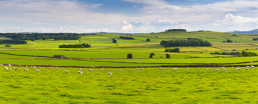 View of dry stone walls and countryside near Litton, Peak District National Park, Derbyshire, England, United Kingdom, Europe