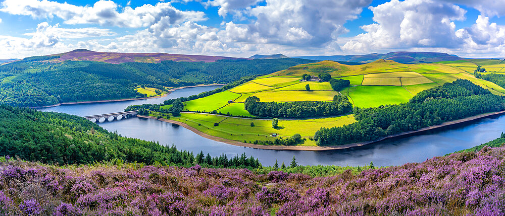 View of Ladybower Reservoir and flowering purple heather, Peak District National Park, Derbyshire, England, United Kingdom, Europe