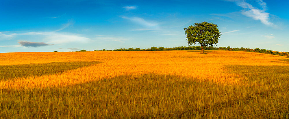 Field of golden barley and single tree, Glapwell, Chesterfield, Derbyshire, England, United Kingdom, Europe