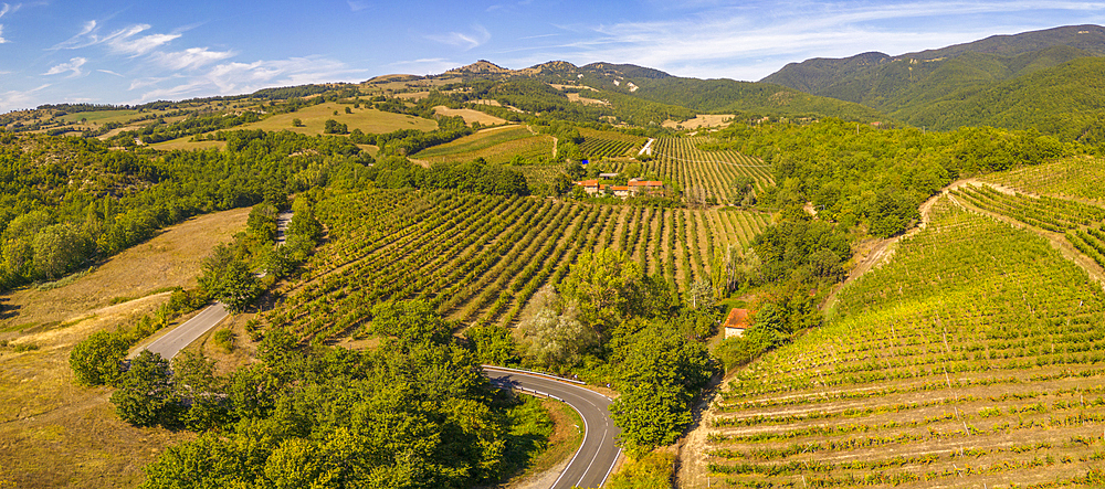 Elevated view of vineyards near Borello, Emilia Romagna, Italy, Europe