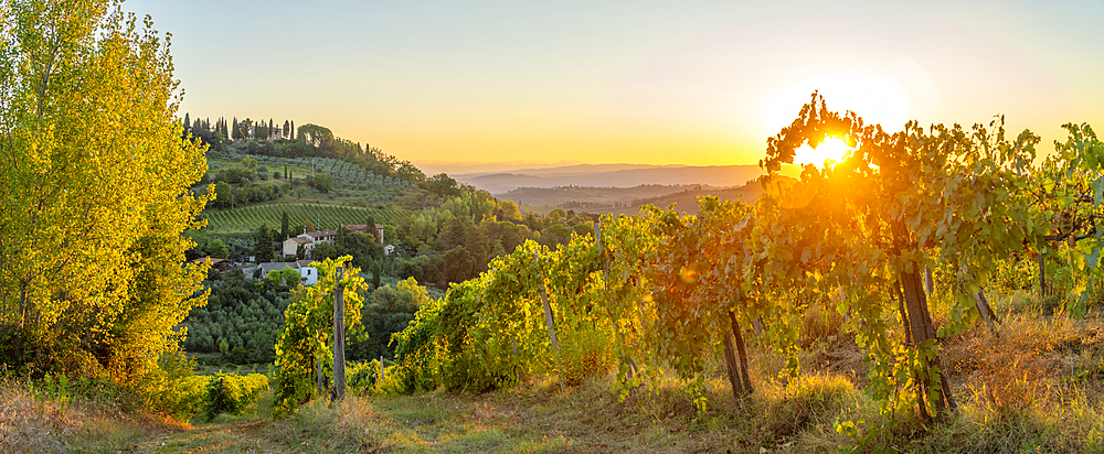 View of vineyards and landscape at sunrise near San Gimignano, San Gimignano, Province of Siena, Tuscany, Italy, Europe