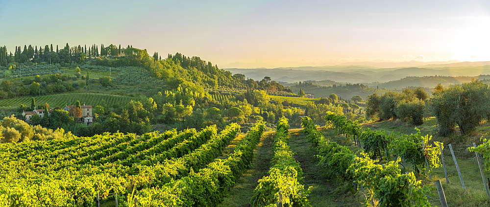 View of vineyards and landscape at sunrise near San Gimignano, San Gimignano, Province of Siena, Tuscany, Italy, Europe