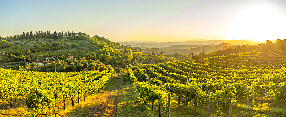 View of vineyards and landscape at sunrise near San Gimignano, San Gimignano, Province of Siena, Tuscany, Italy, Europe